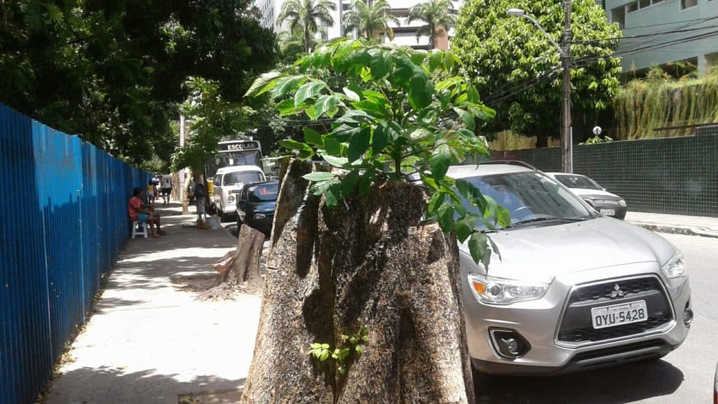Em apenas uma calçada, na Rua do Futuro, cortes radicais deixaram as árvores como tocos.