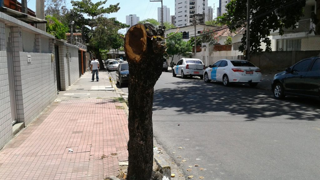 Efeito de poda radical,na Rua Menezes Drummond, Madalena: "genocídio" oficial