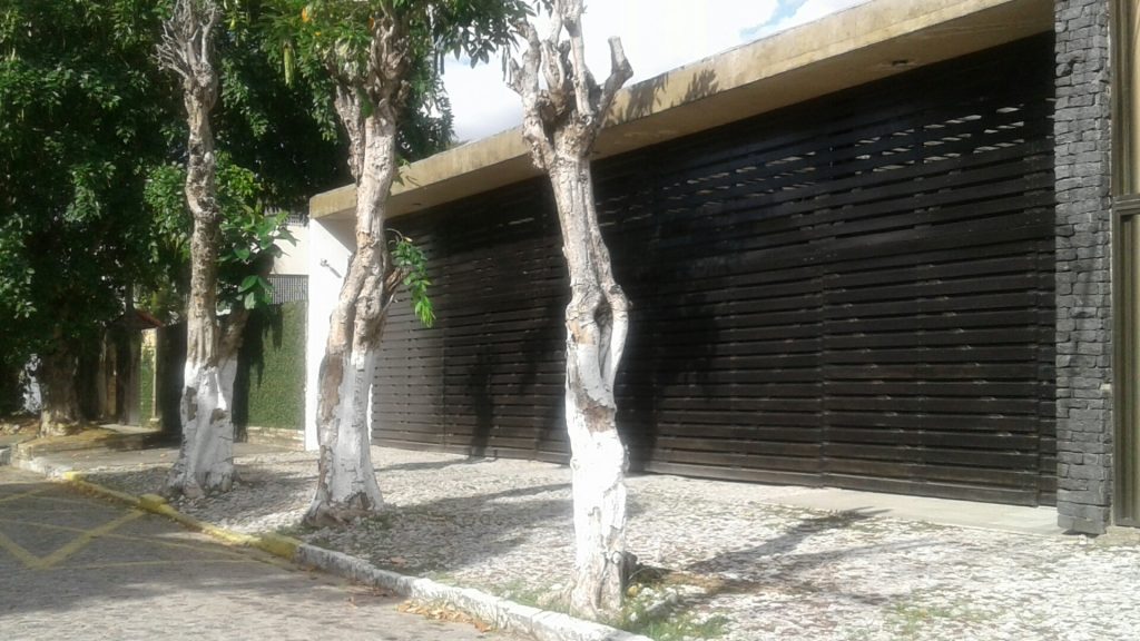 Essa árvore, na Rua Pedro Correia, Apipucos, sofreu tentativa de assassinato.