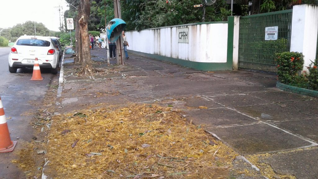 Olhem só o que sobrou dessa árvore na calçada da Cprh, no bairro de Santana. Foi na segunda-feira.