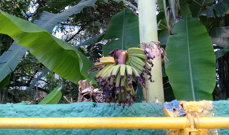 Sessão Recife Nostalgia: Os quintais de nossa infância, bananas, mangarás