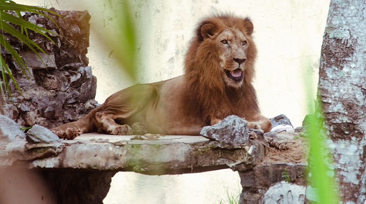  Leão idoso do Zoo está com câncer: Tratamento com medicina oriental