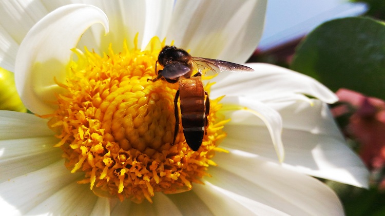 Pandemia aumenta interesse pela criação de abelhas urbanas