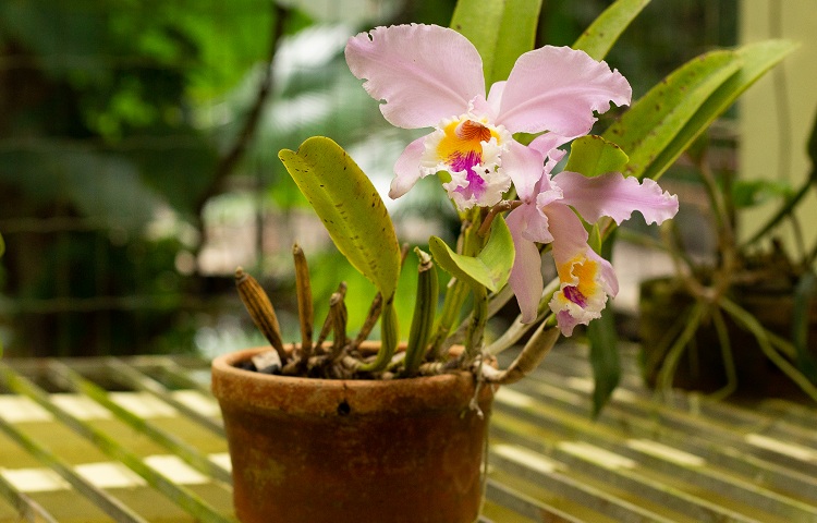 Orquídeas:  Não compre sem saber a origem, e aprenda a cuidar delas