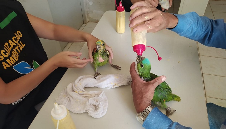 Pernambuco tem a maior apreensão de papagaios vítimas do tráfico: bebês