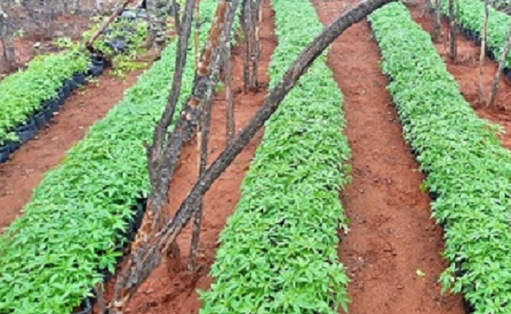 Cultivo de maconha passa a ser legalmente permitido para fins medicinais em Pernambuco