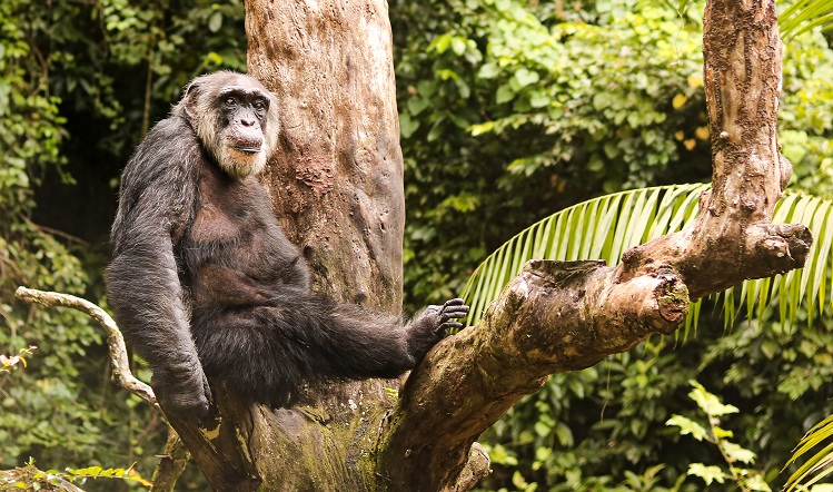 Com triste história, Sena comemora aniversário como o chimpazé mais idoso no Brasil: 66 anos