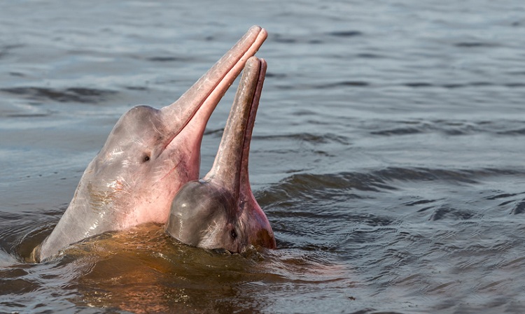 Boto, Amazon River Dolphin (Inia geoffrensis).
