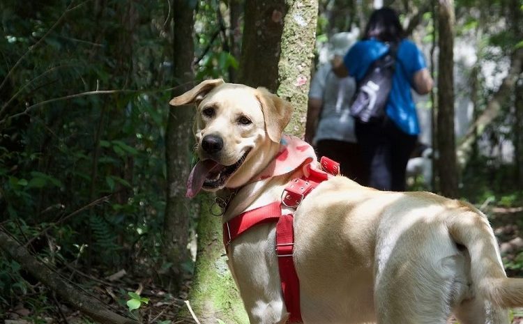 Cabo de Santo Agostinho: Trilhas para pets movimenta a Reserva do Paiva no sábado