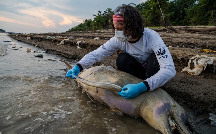 Mortes de botos: Três operações tentam mitigar os impactos das mudanças climáticas na Amazônia