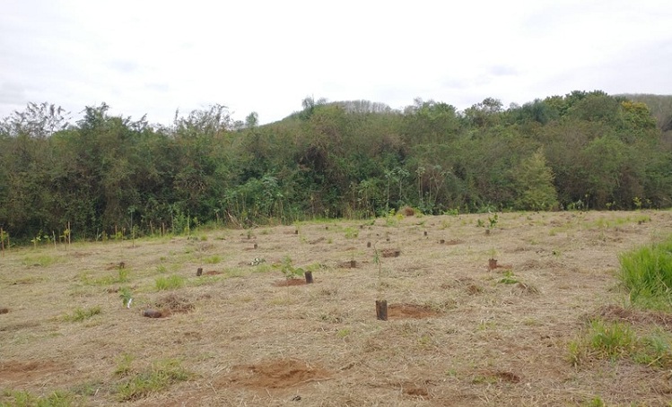  Plantio de árvores: Papirus amplia área de preservação de mata nativa e valoriza reciclagem