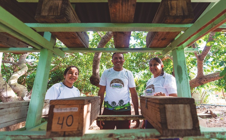 Conhecidas como “sem ferrão”, abelhas nativas ajudam a fazer renda e a preservar a caatinga