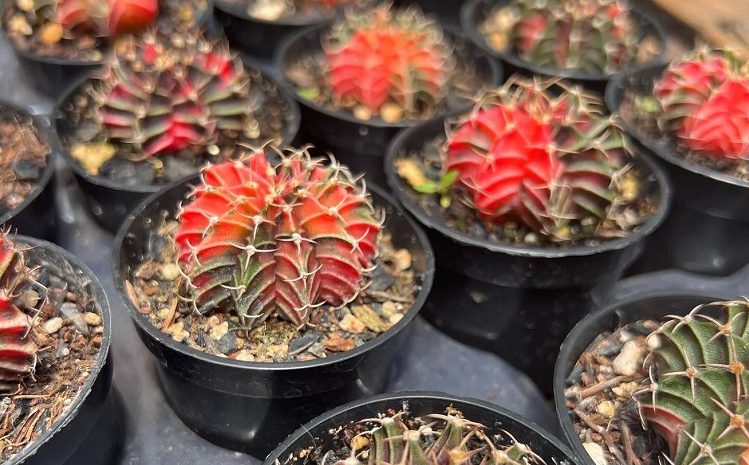 Amantes de plantas ganham Festival “Plantar Regar Amar” durante um mês, no Camará Shopping