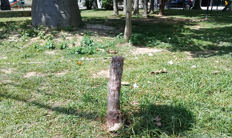  Parem de derrubar árvores (421) na Avenida Beira Rio, no Bairro da Torre