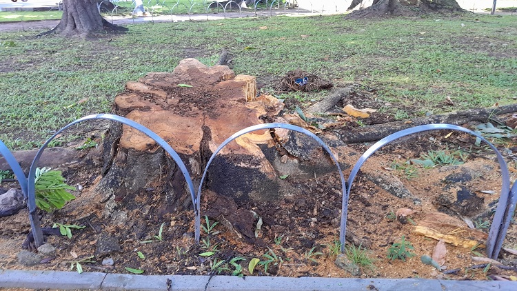 Parem de derrubar árvores (433). Depois da felícia que tombou, Praça de Casa Forte perde outra árvore